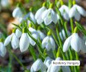 Snowdrop Festival in Alcsútdoboz