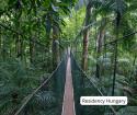 Treetop Walk: This breathtaking adventure offers a unique perspective of nature and is sure to leave a lasting impression!