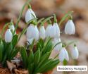 Snowdrop Festival at the Alcsúti Arboretum