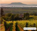 Autumn, wine, and tradition – Discover the Badacsony Harvest Festival