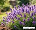Discover the Magic of the Tihany Lavender Festival