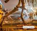 Discover the incredible treasures at the Hungarian Natural History Museum, where captivating exhibits bring the wonders of nature to life.