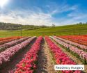 Discover the Tulip Harvest in Kőröshegy