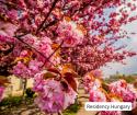 Top Places To See Blossoming Cherry Trees in Budapest